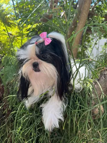 Shihtzu