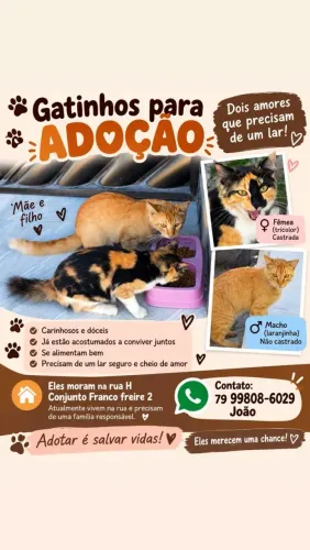Gatos para adoção