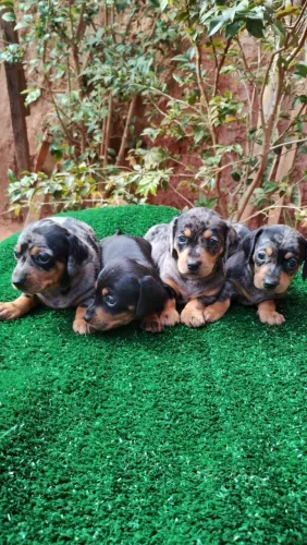 Filhote Basset dachshund salsicha mofadinho