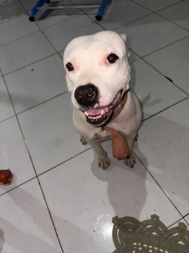 Adoção de pet - Pitbull