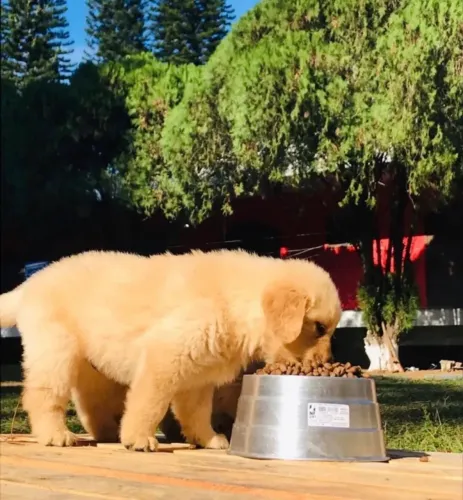 Golden Retriever Filhote