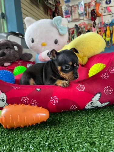 Filhote de pinscher miniatura fêmea vacinada 