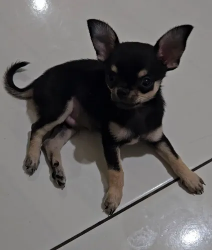 Chihuahua macho 4 meses raça pura.