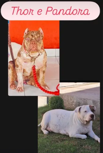 Vende-se ou troca