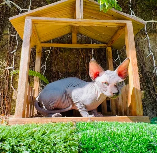 Filhotes de Sphynx