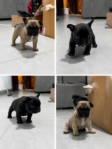 Bulldog francês