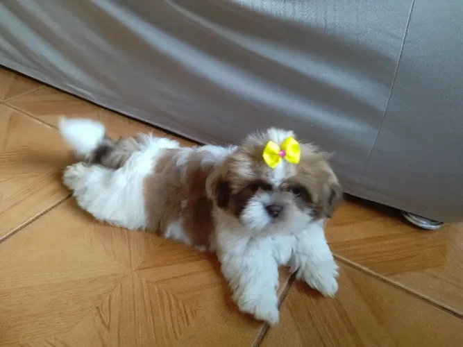 Filhote de Shih Tzu de olhos claros