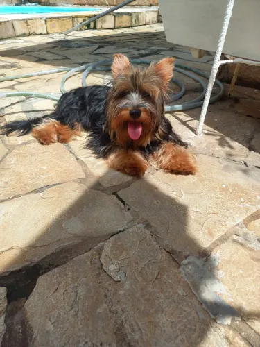 Namoradinha 