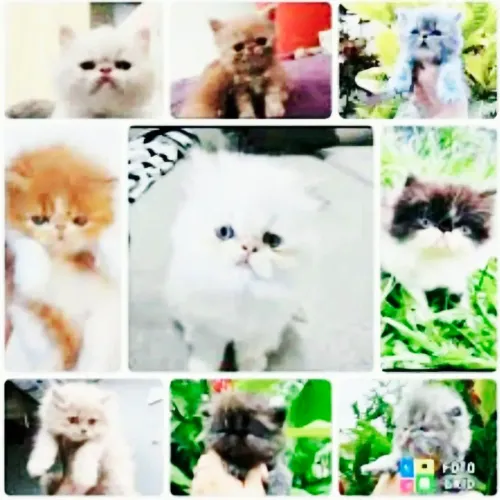 Gatos Persa Com Pedigree