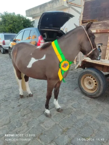 Vendo pônei fêmea muito dócil para criança