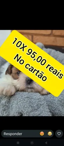 Shihtzu macho