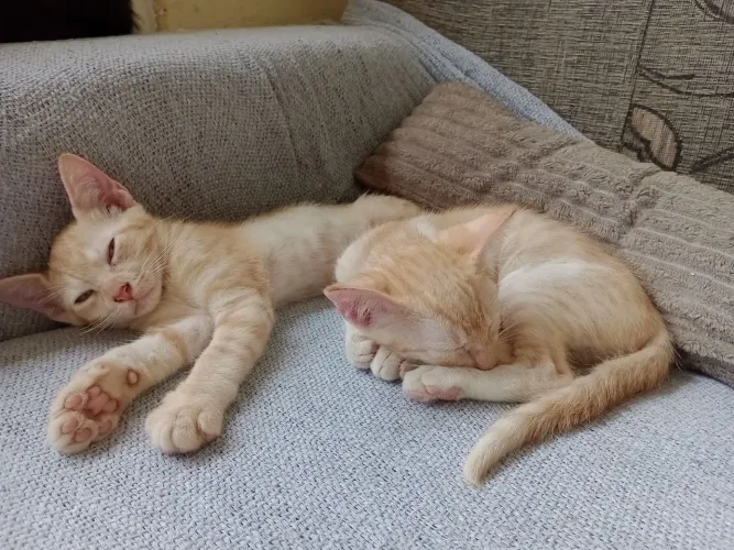 Gatas
