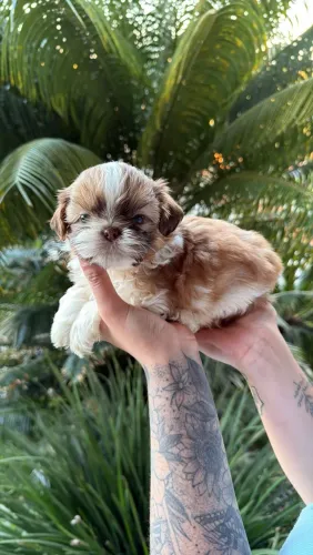 Shihtzu disponíveis