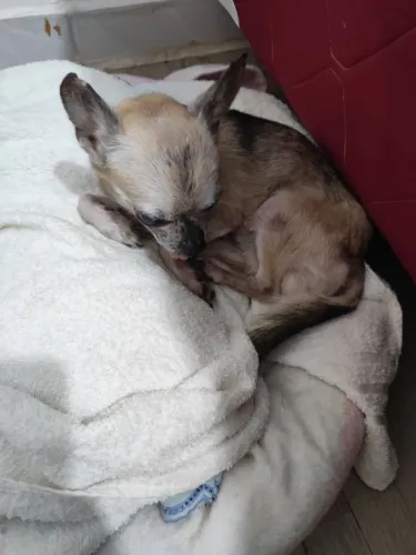 Cachorro chiauauha