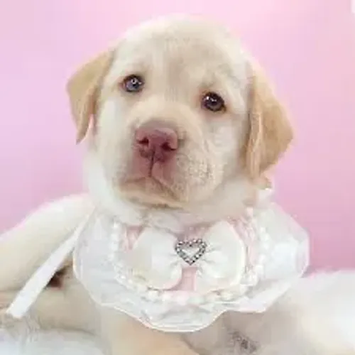 Bebezinha de labrador fêmea chocolate 