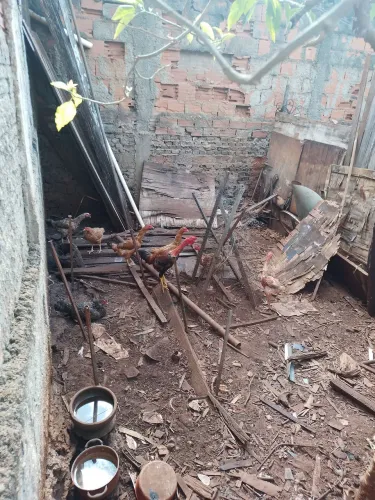 Vende se galinhas caipiras