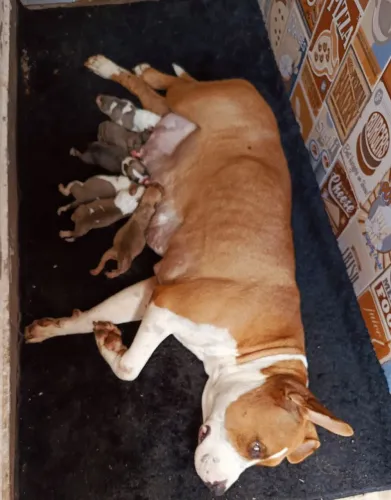 Filhote de cachorro pit monster