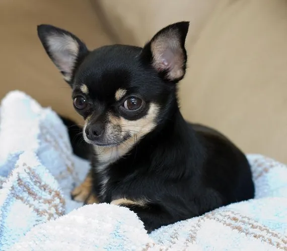 Vacinados e vermífugados lindos filhotes de Chihuahua!!! 