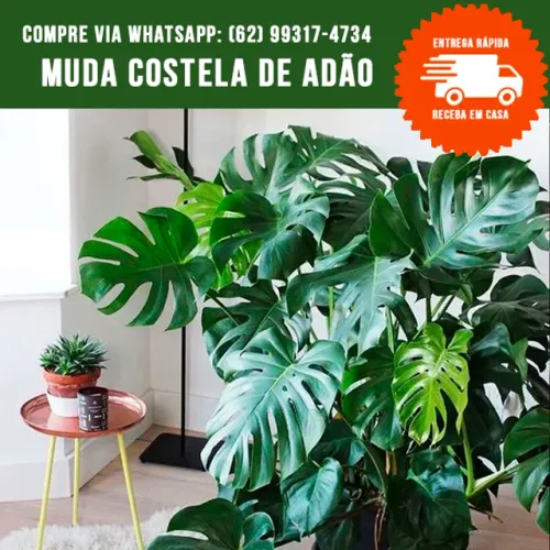 Muda de Costela de Adão