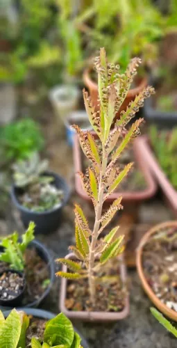 Linda muda Kalanchoe