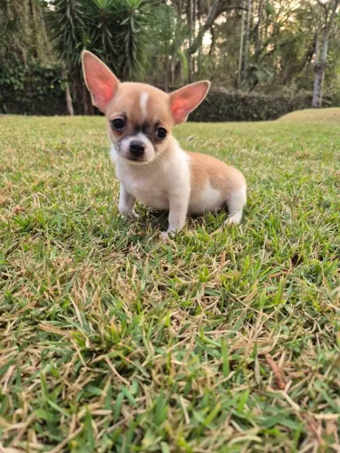 Chihuahua macho pelo curto com 55 dias-Dani
