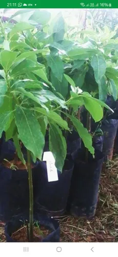 Muda de abacate de dois metros