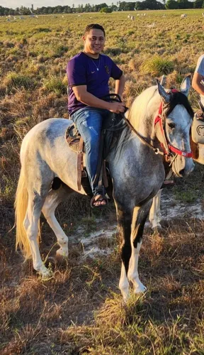 Cavalo Campolina com Papel