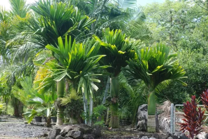 Muda de Palmeira de Betel (Areca catechu)