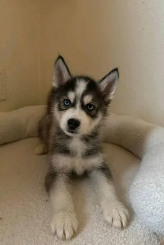 Filhotes de Husky Siberiano | Puro amor e fidelidade!