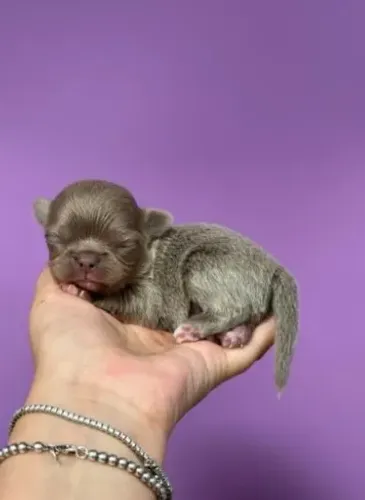 Chihuahua Macho Cream: A Miniatura Perfeita Para Sua Casa!