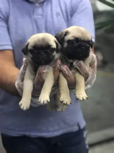 Pug lindos bbs, super fofos com otima saude