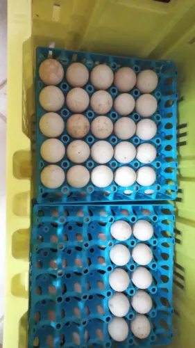 Ovos de pata galados e ferteis 