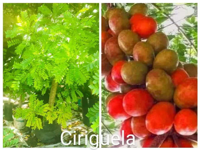 Mudas de Ciriguela - Frutífera Deliciosa e Exótica