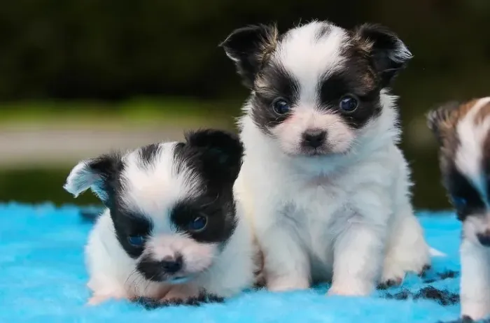 Chihuahua Filhotes Micro, Energia e Lealdade em um Só Cão