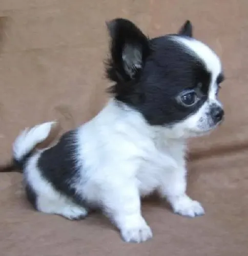Lindos filhotes Chihuahua pelo curto e pelo longo 