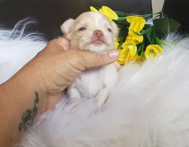 Chihuahua Micro Caramelo e Branco Fêmea - Linda, Afetuosa e Extremamente Fiel! 