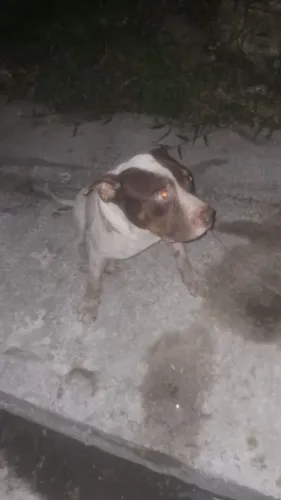 Pitbul doação 