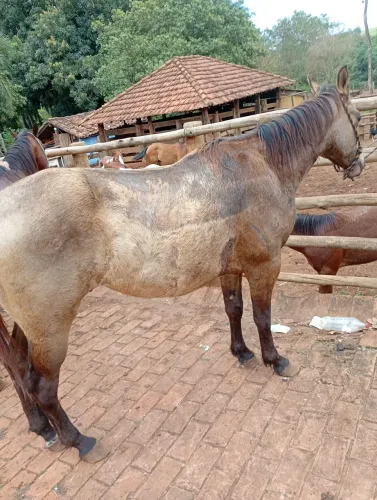 Cavalo com documento whisky 2 anos e meio