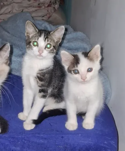 Gatos de 2/3 Meses Para a Adoção Doando 