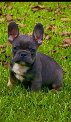 Bulldog Francês- Filhote Macho Blue Tan  - Canil O'malley Bull's 