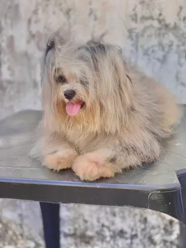 Lulu x Shihtzu