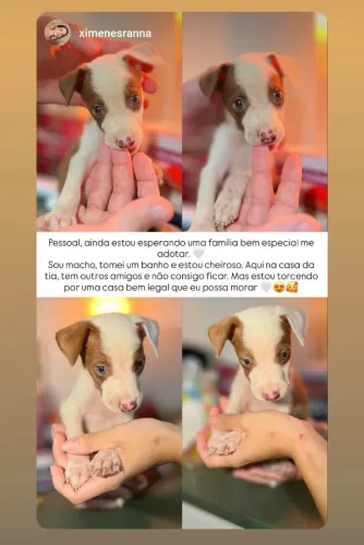 Cachorrinho para adoção responsável 