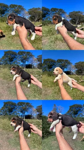 Beagles a venda