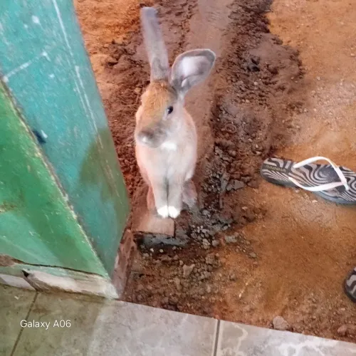 Vendo coelho