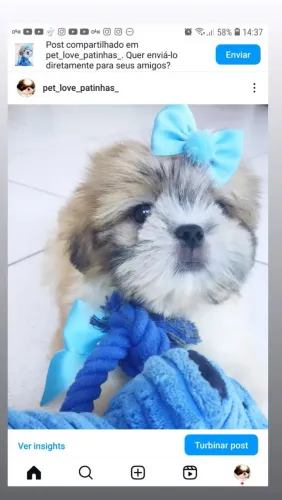 Shitzu para apartamento presente dia dos namorados
