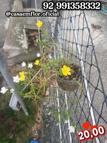 Plantas mudas de flores Onze Horas 