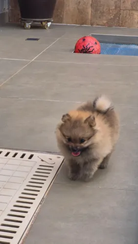 LINDO FILHOTE DE SPITZ ALEMÃO (LULU DA POMERÂNIA) - PRONTO PARA UM NOVO LAR!