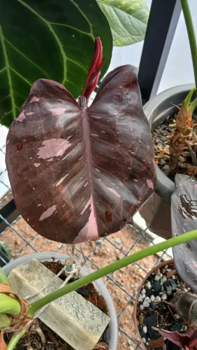Planta Filodendron Pink princess