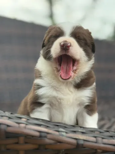 BORDER collie para salvador