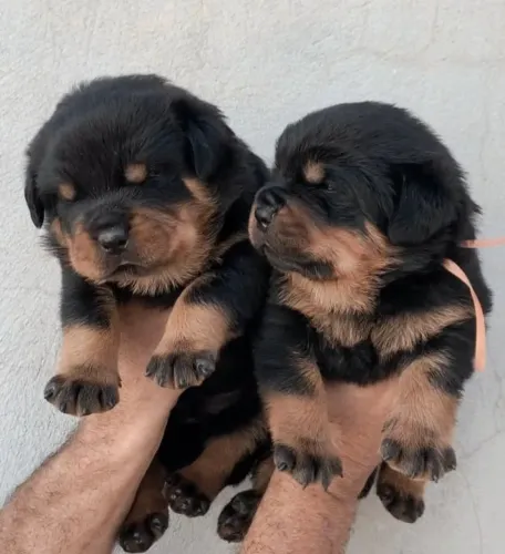 Belos filhotes de rottweiler alemão